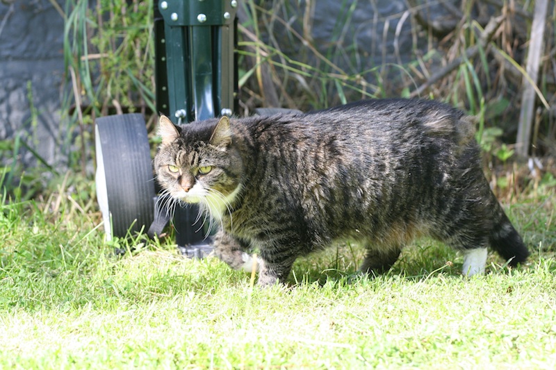 Katt bortsprungen Erstagatan 25